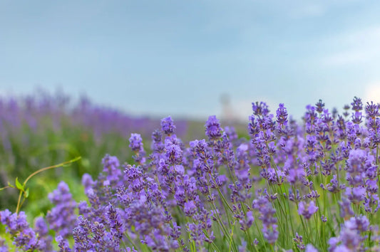 Aromatica